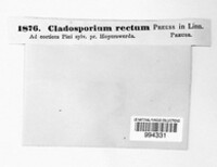 Cladosporium rectum image